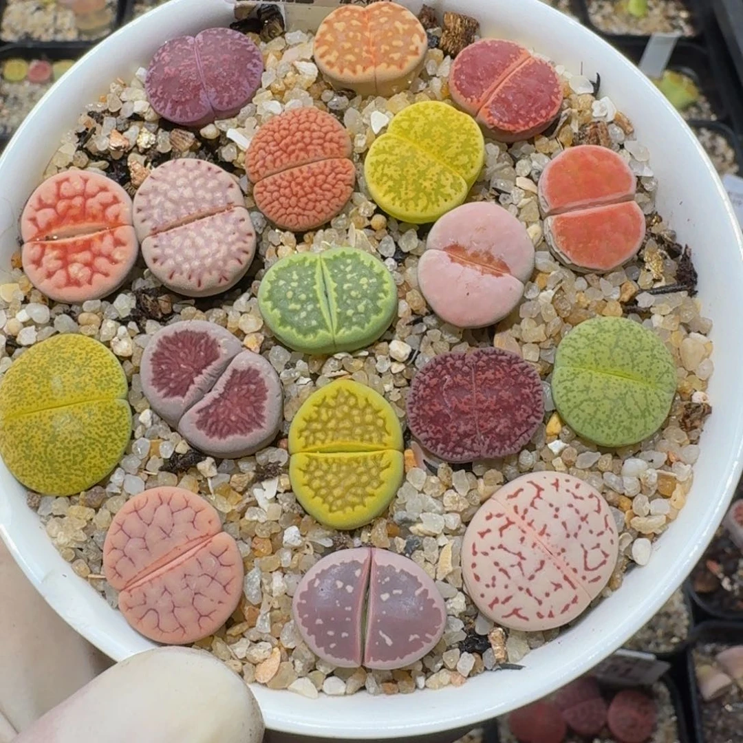 圆***鹿zzzz精品生石花188