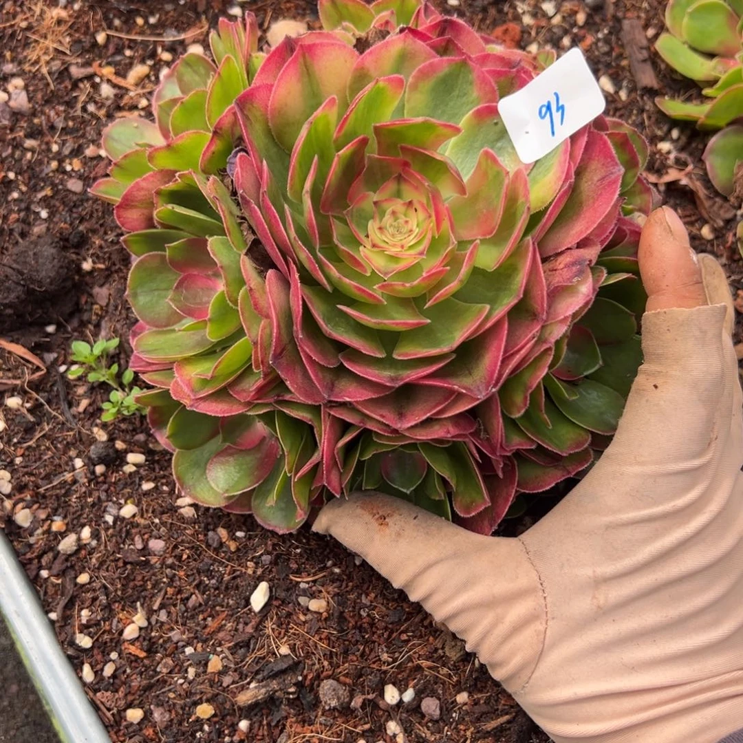 93红荔枝多肉嘻嘻嘻