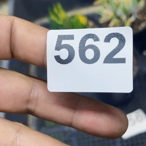 562冰灯10盆一物一图如图