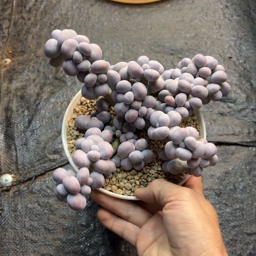 草****多肉植物草莓姐姐奶酪