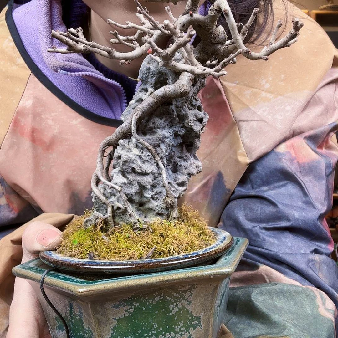 萌****?红花一号根抱石老桩