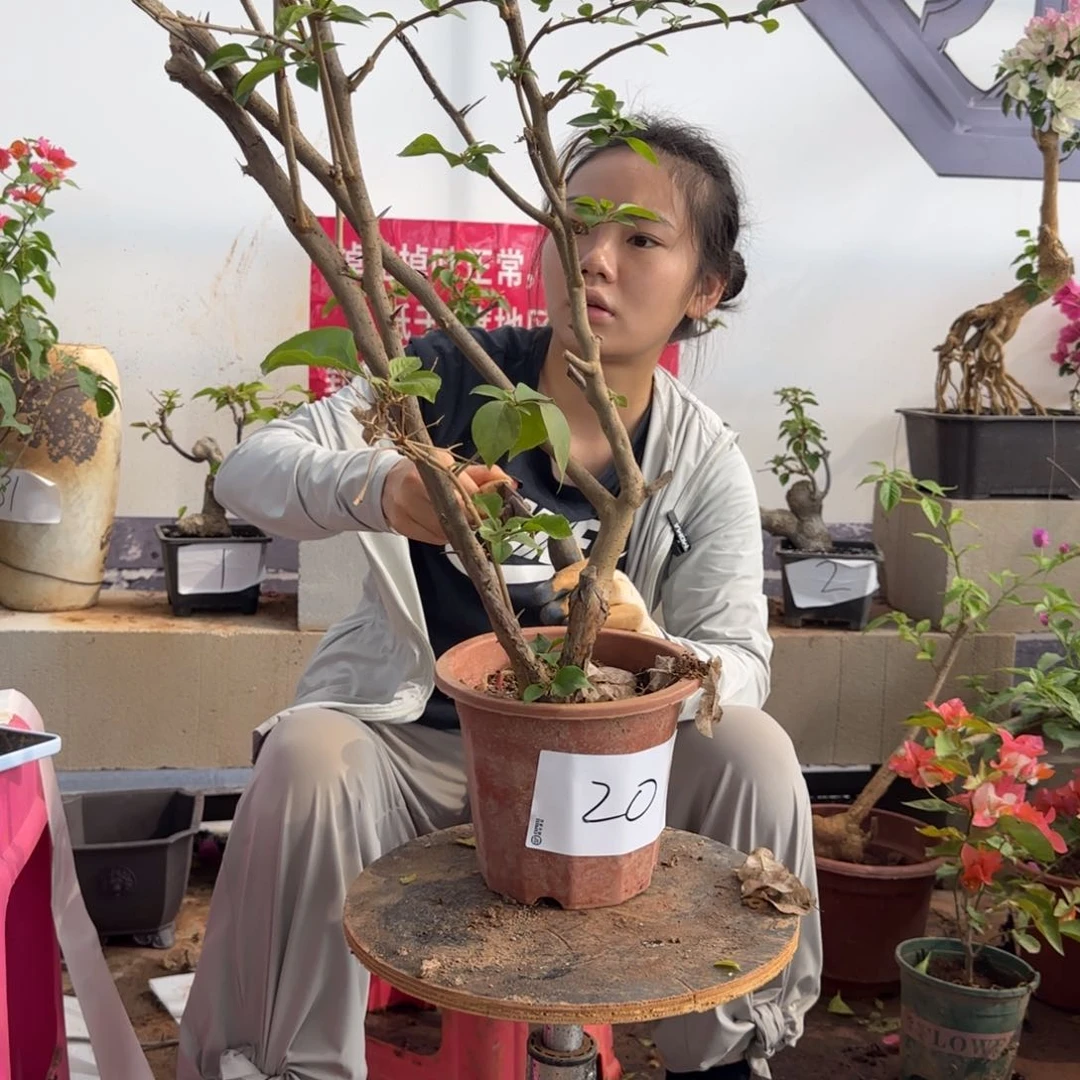 大部分花苞少量开放