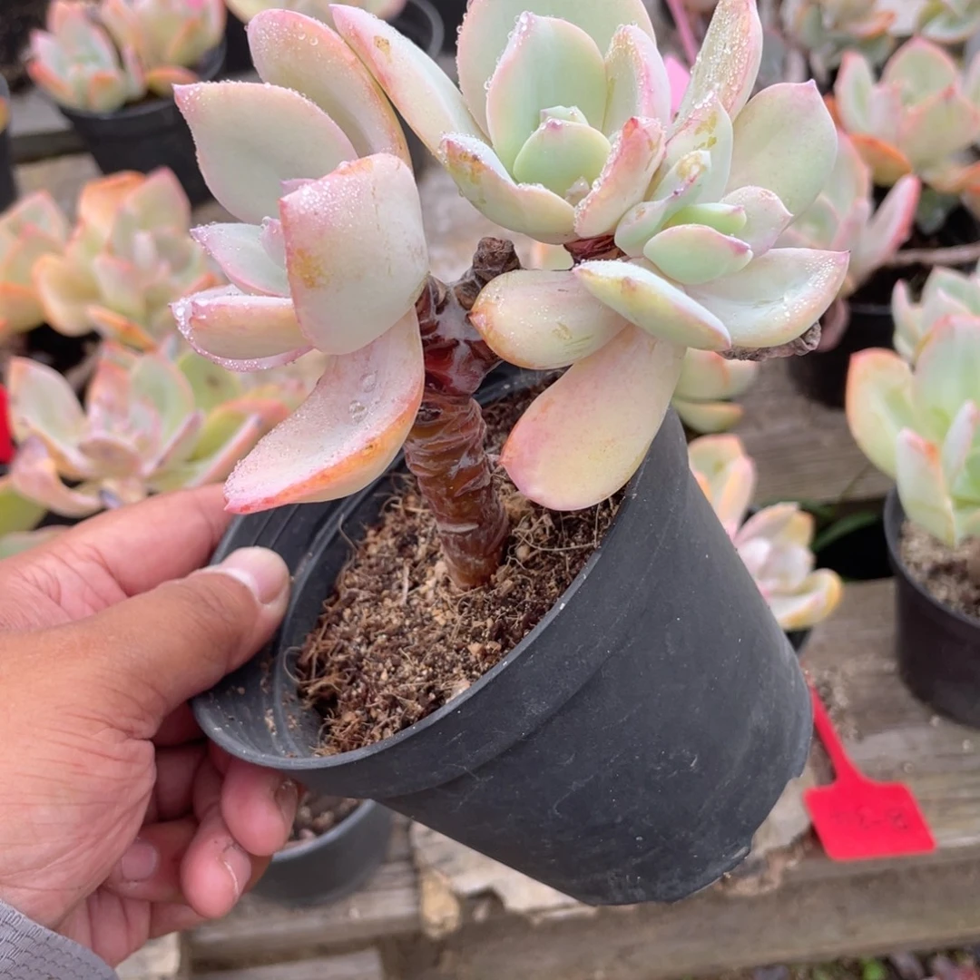 2707  白凤  六月六