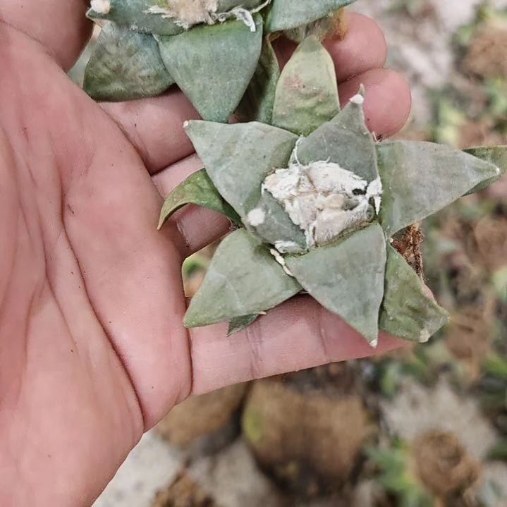 两颗一起发实生仙人球