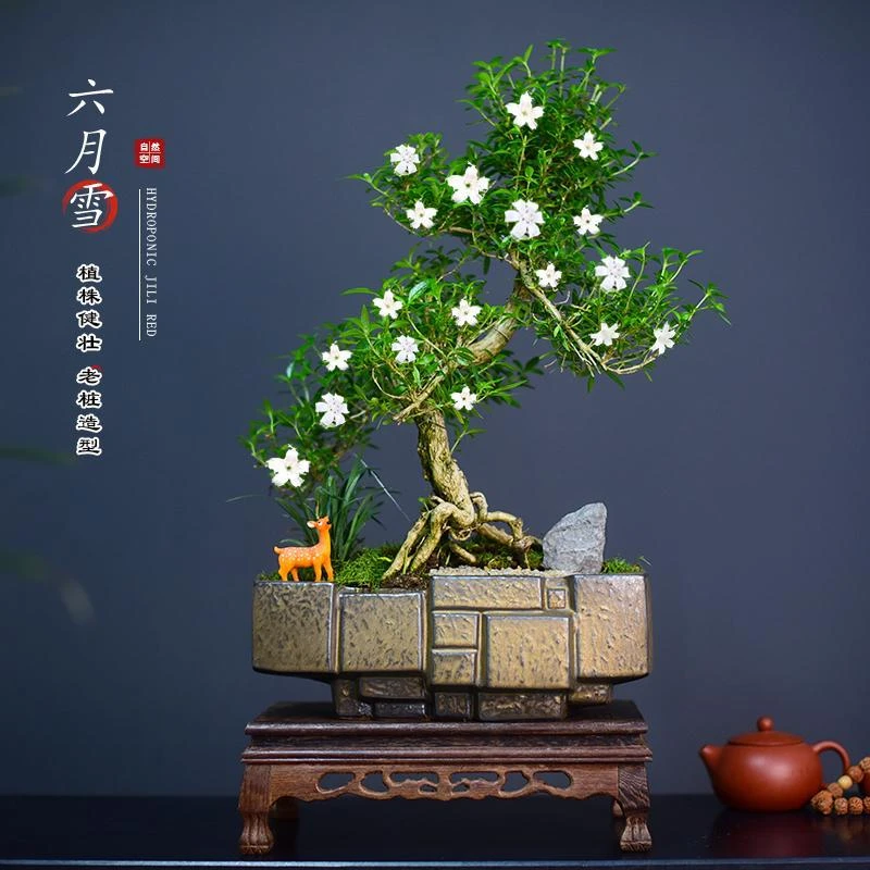 造型六月雪盆栽老桩室内绿植办公室书房客厅中式寓意好养盆景送礼