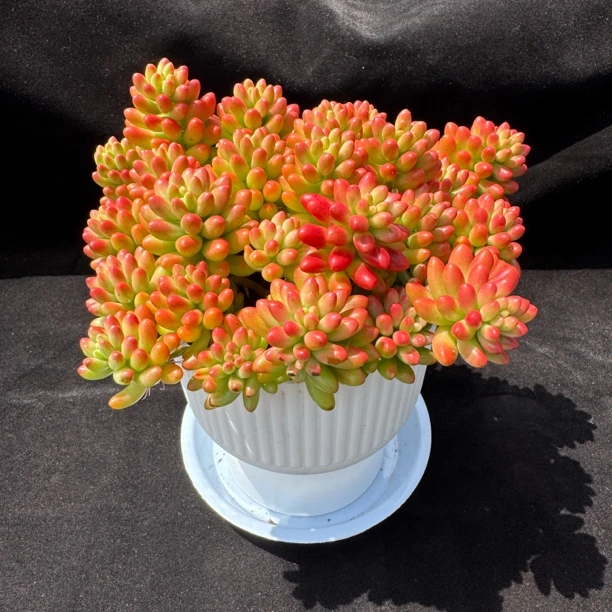 虹之玉锦 转运珠多肉植物带新款罗马盆栽好发货