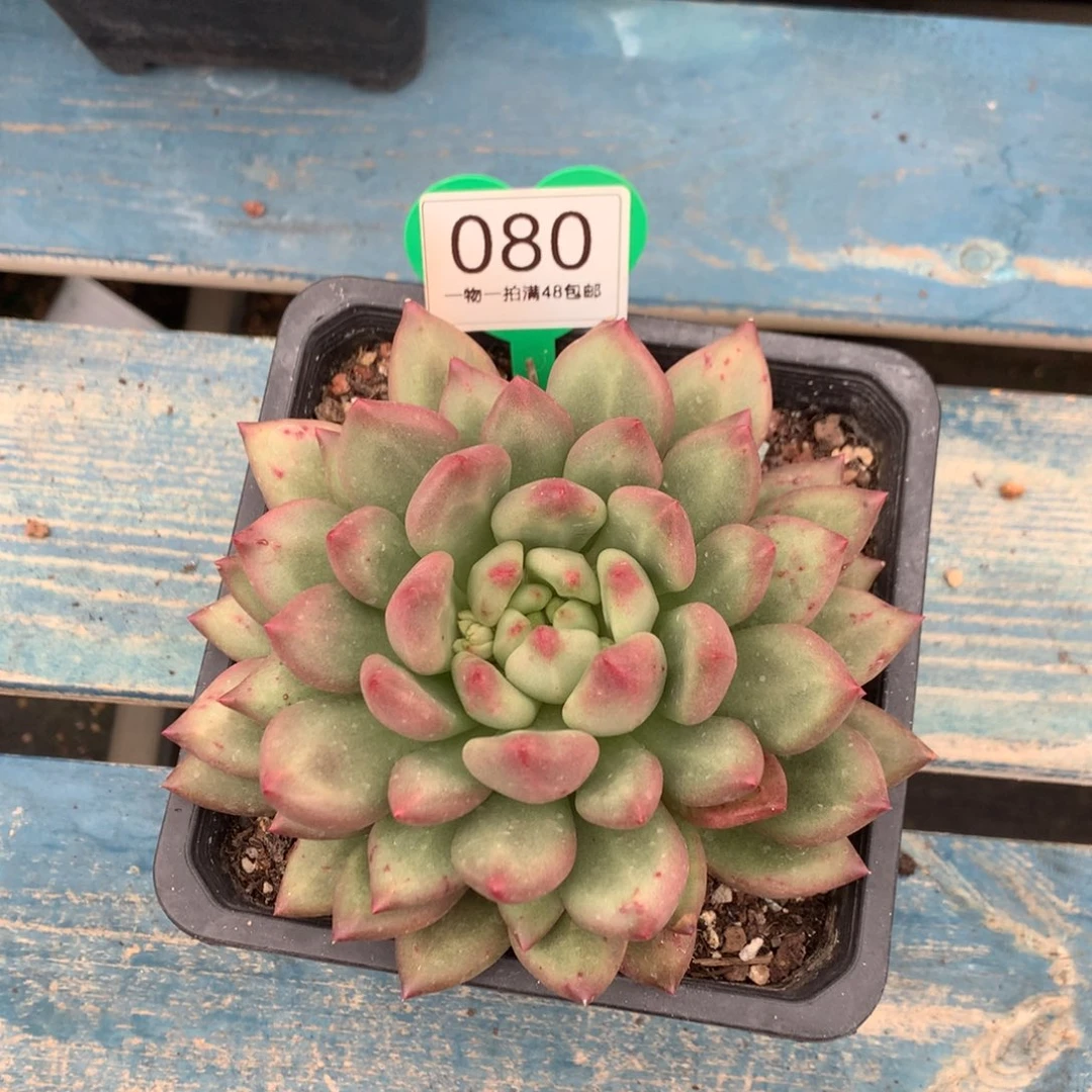 米其林单头老桩080