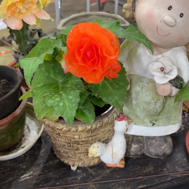 完全开放绿叶橙海棠