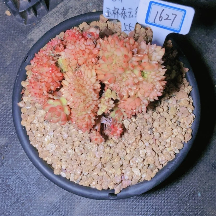 【闪购商品】蜂****21627寄养