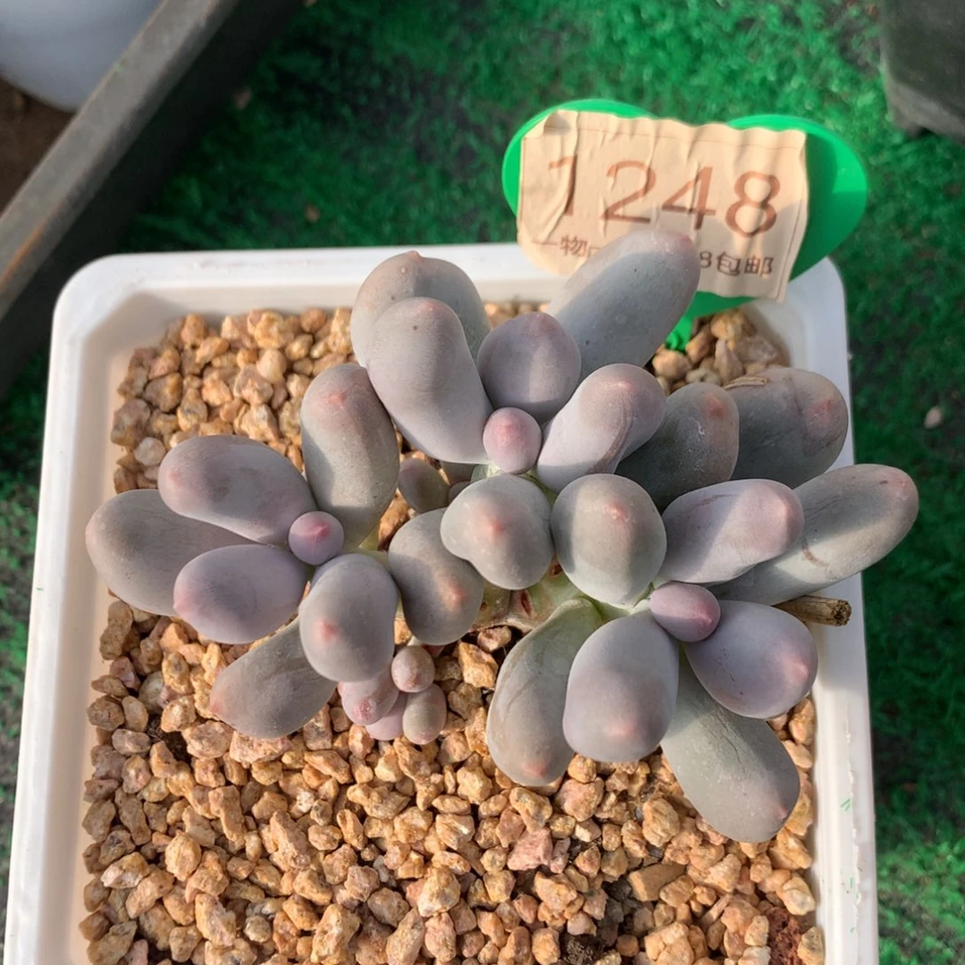 米可奶无砍平头1248