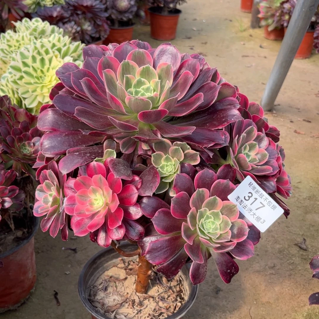 317金丝雀多肉植物法师