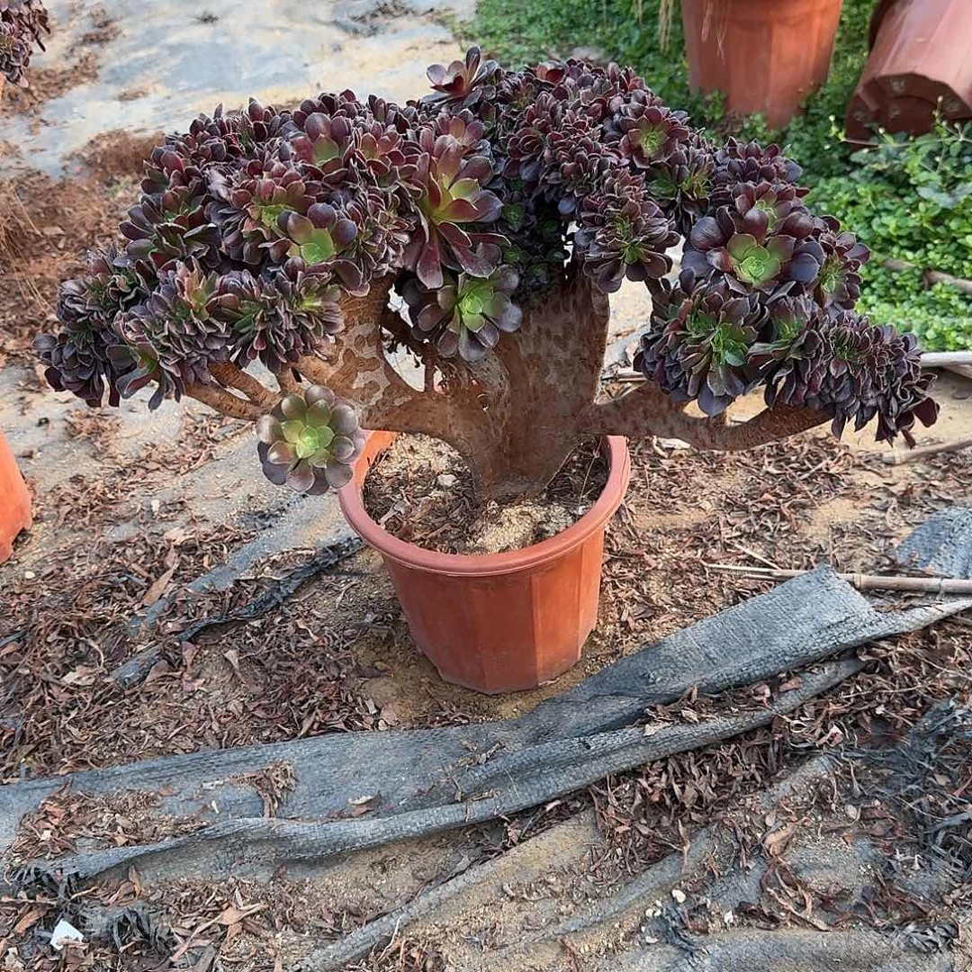 641欧紫一颗呀呀呀呀