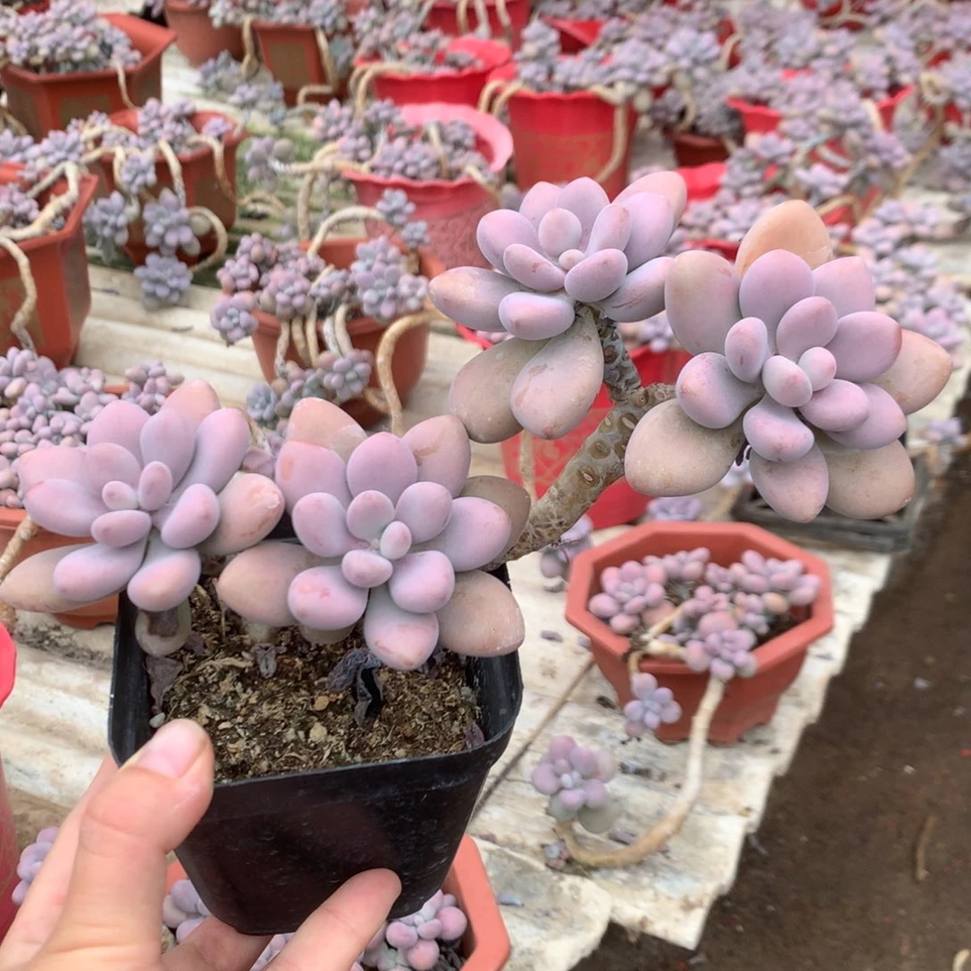 桃蛋老桩不带盆7号