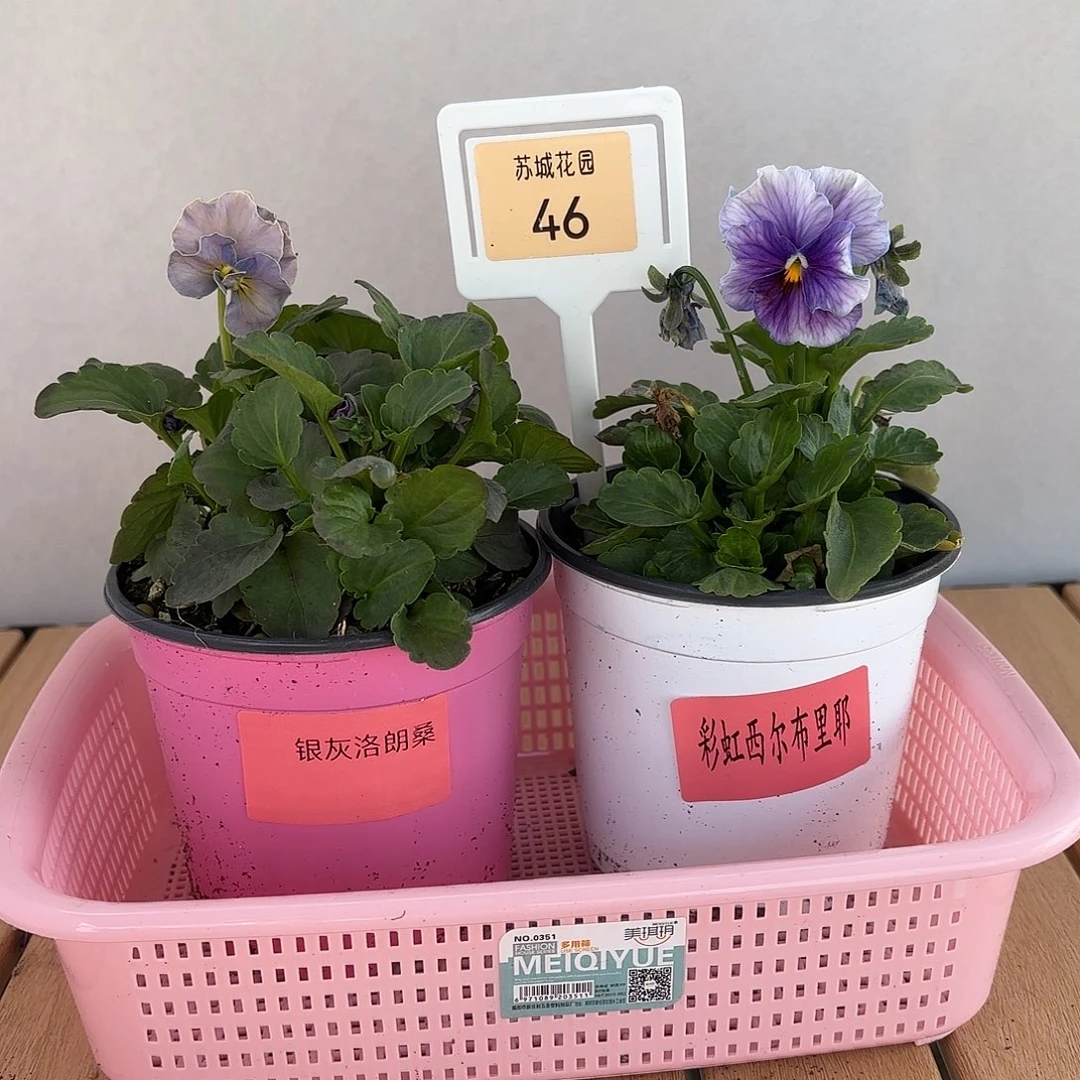 大部分开放少量花苞46