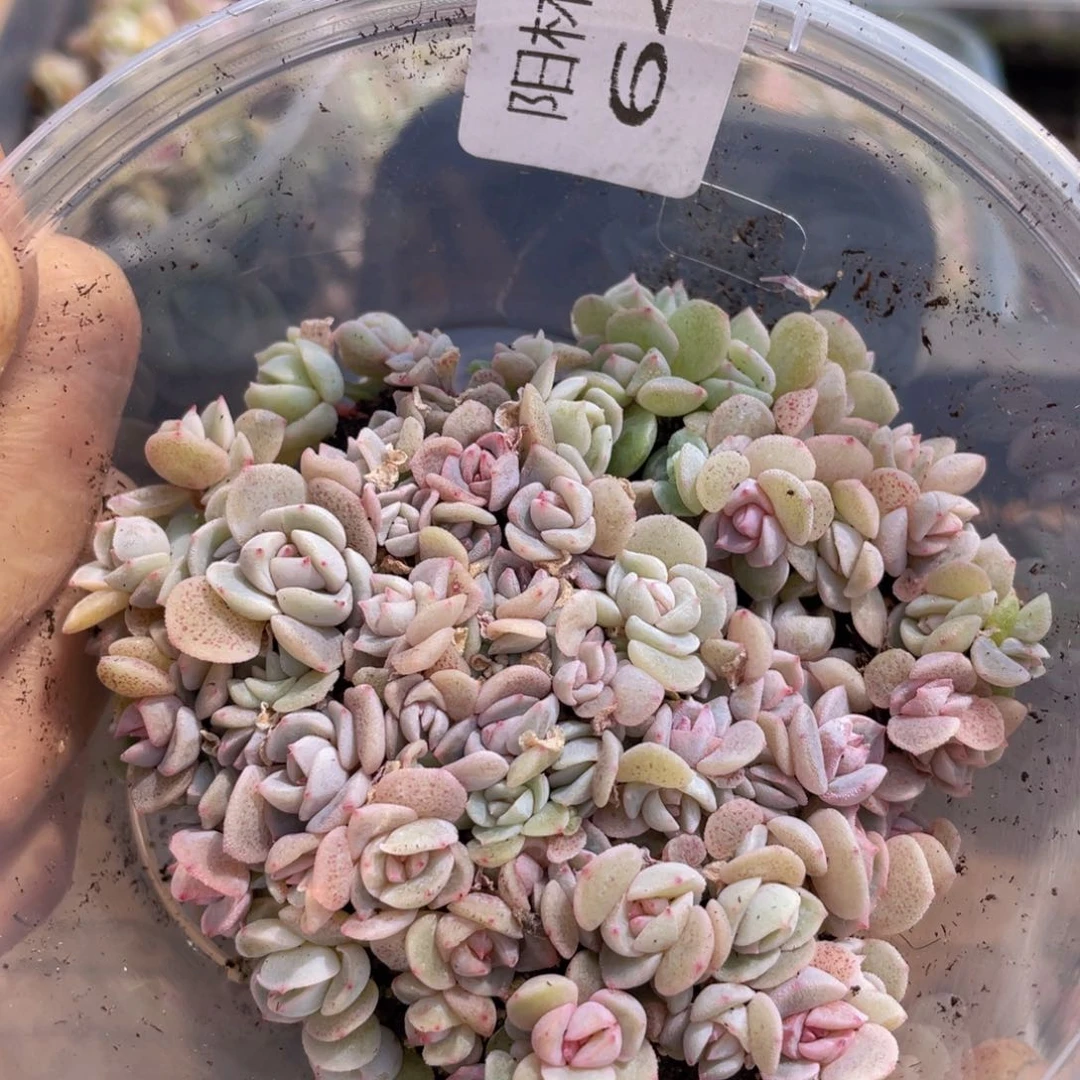 多肉植物多肉植物647