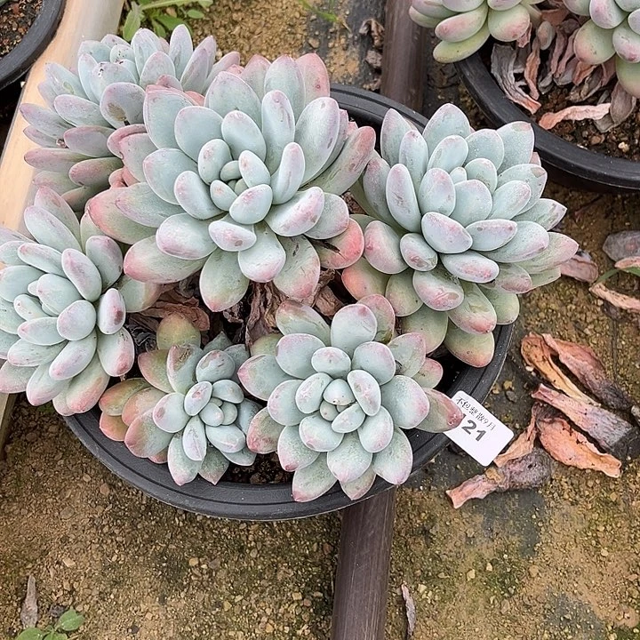阿雅园艺。          4121香水