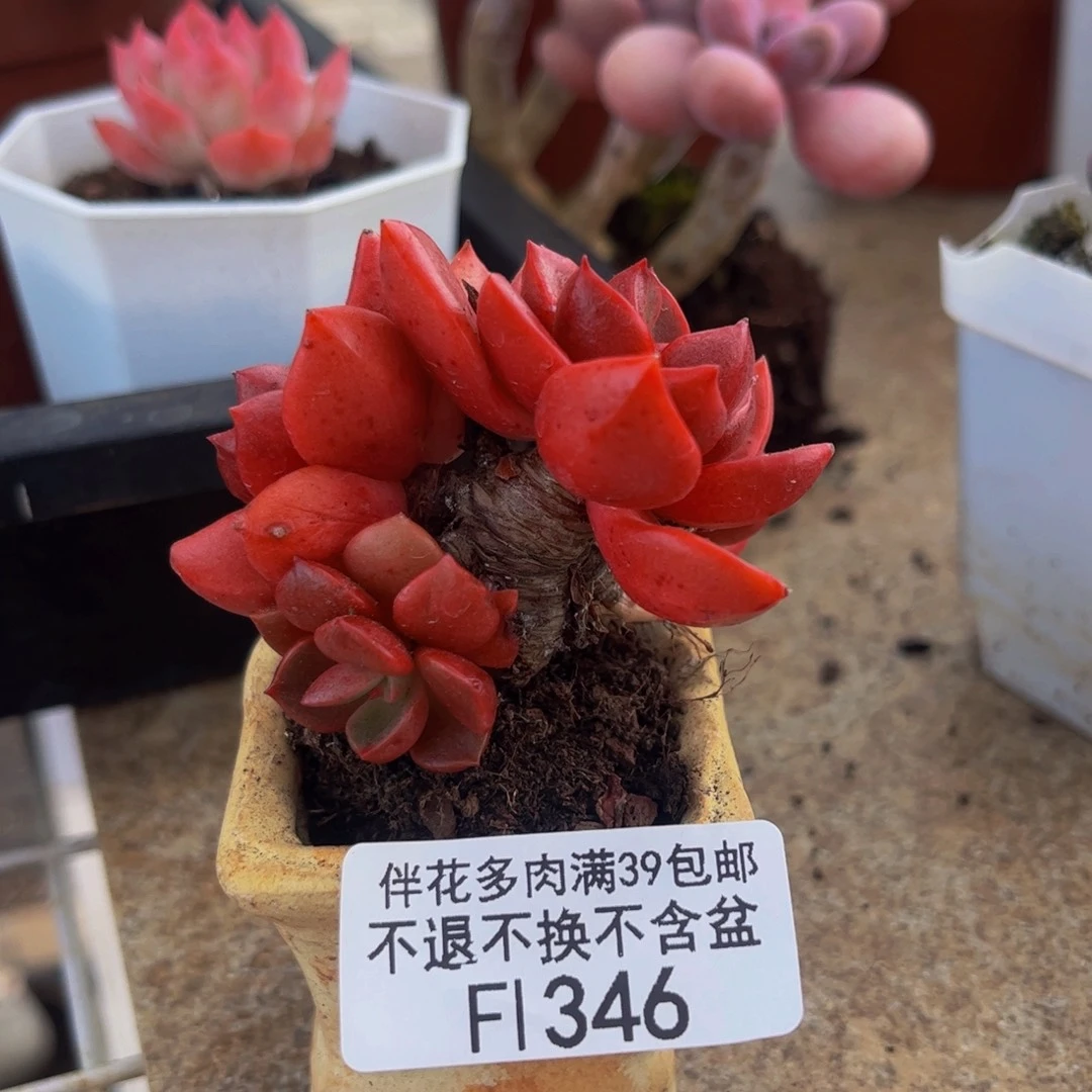 246-夏洛特多肉3cm