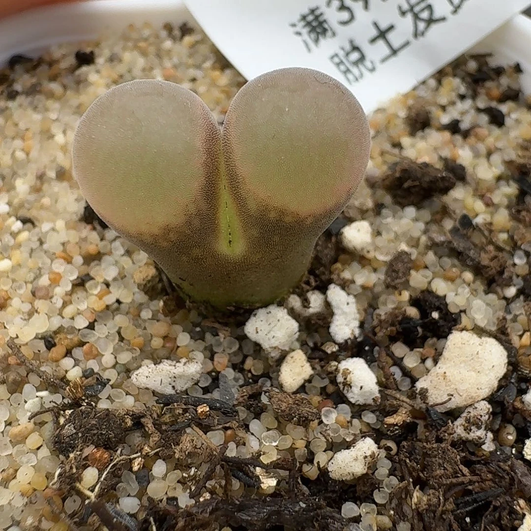 796多肉哈哈哈哈哈哈