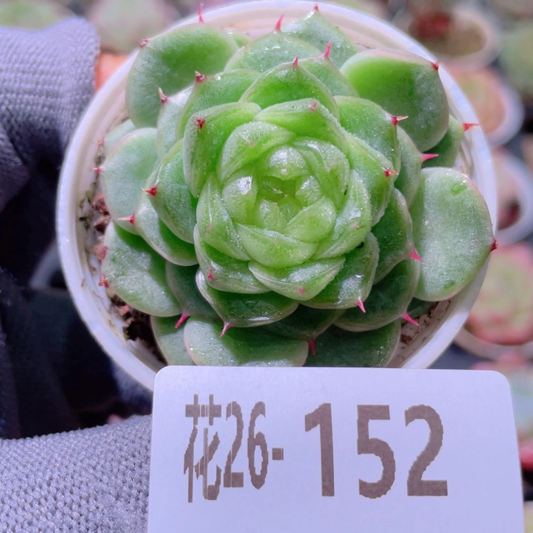 花利美26-152新品珍妮