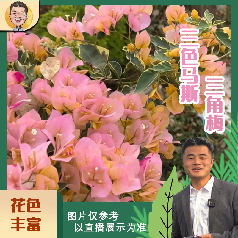 三色马斯三角梅喜光易养护勤花室内室外阳台庭院花卉盆栽地栽观赏