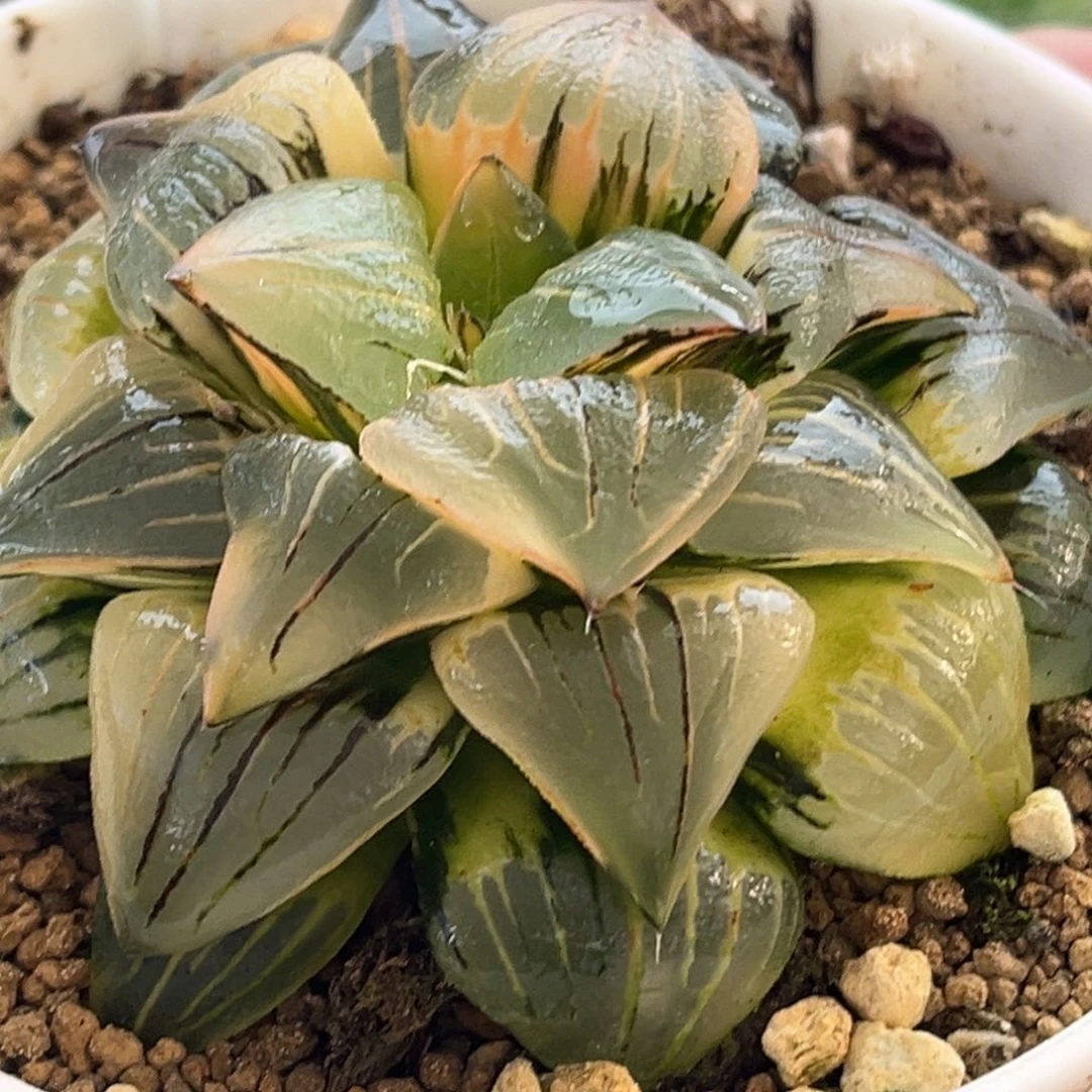 507巨大化红纹锦头家多肉十二卷