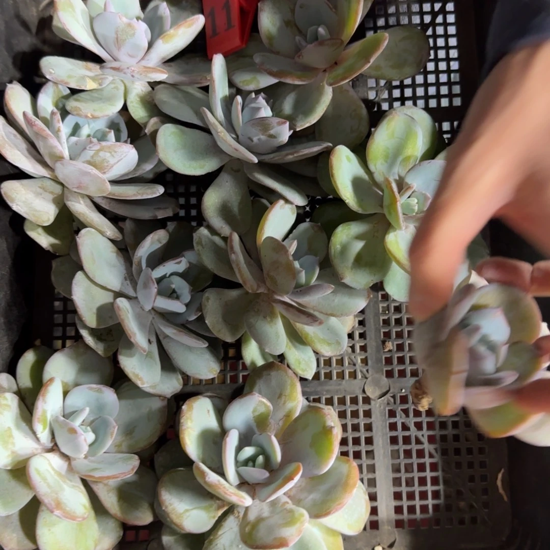 韩版奶茶10颗单头一物一拍11