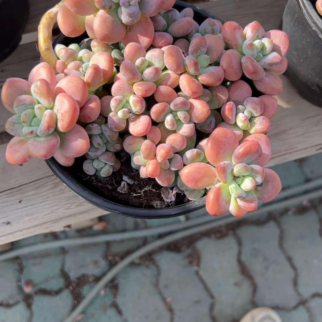 东***败红洛神多肉植物精品