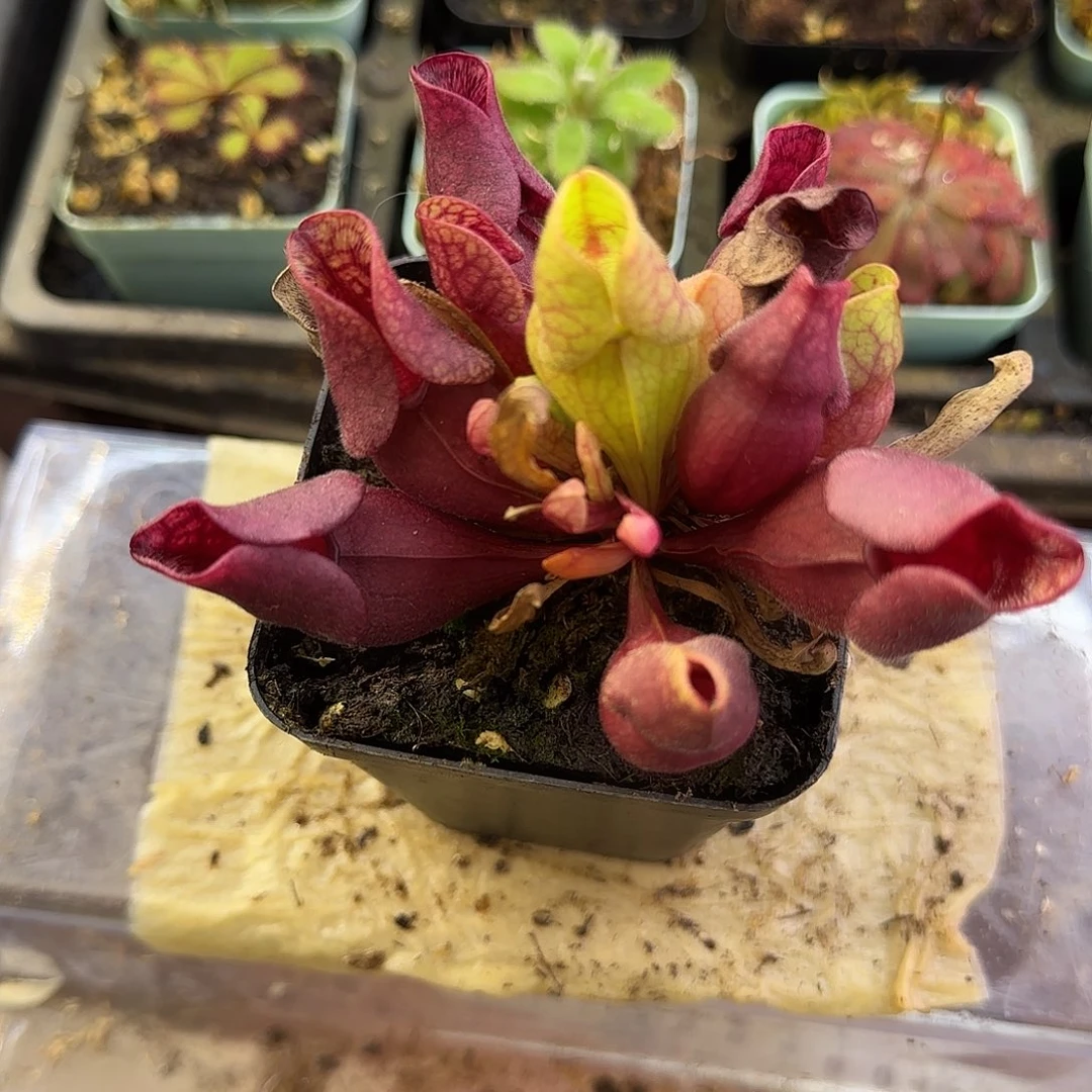 完全开放紫瓶草瓶子