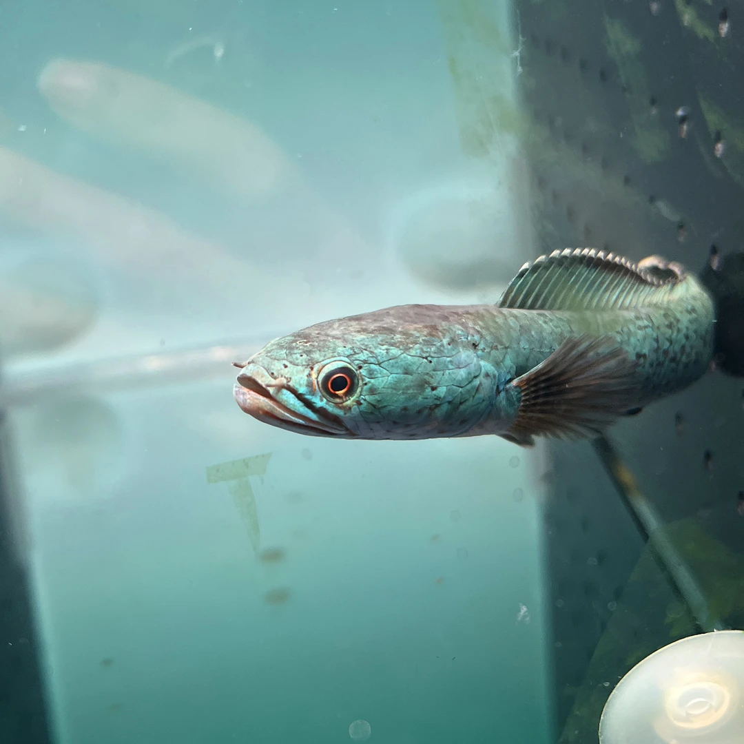 金尘-雷龙鱼稳定热带淡水观赏鱼