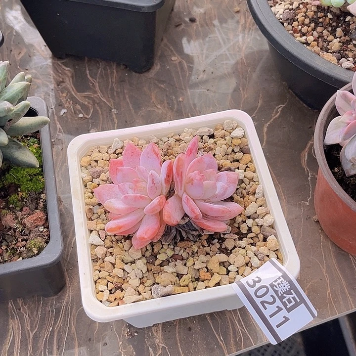 嫦娥多肉植物30211
