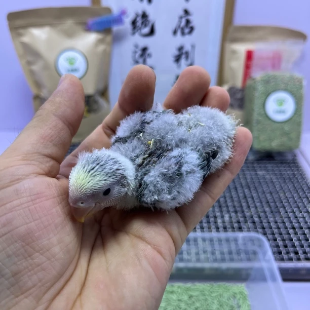 牡丹鹦鹉-白面莫奈花桃母D88565