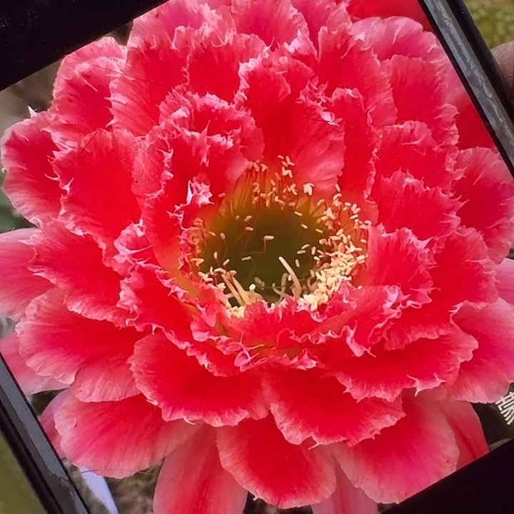 蒙娜丽莎侧芽5公分左右毛花柱