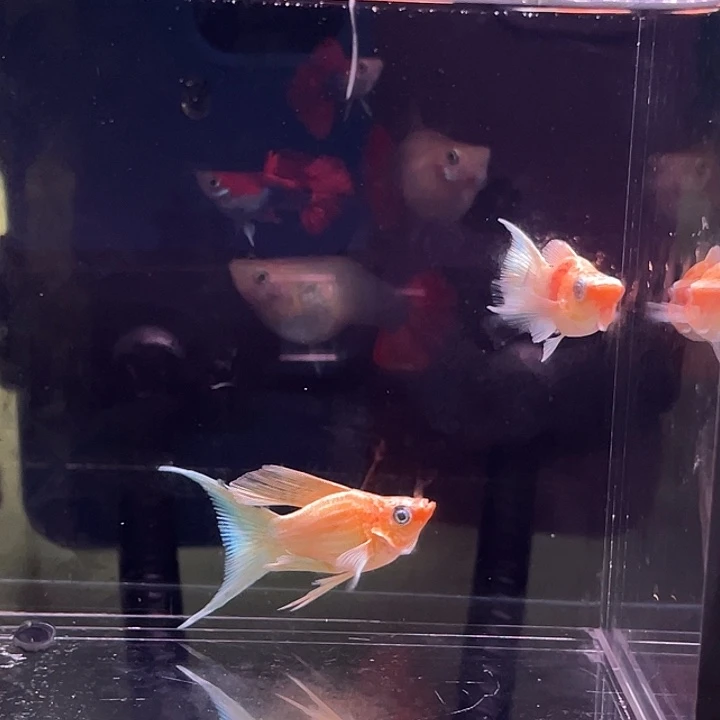 海水鱼黄金玛丽球f1