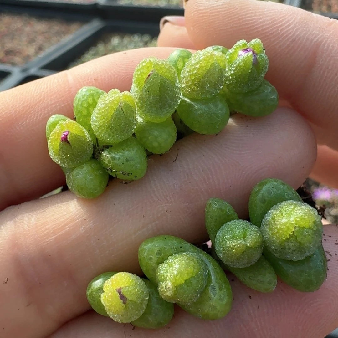 87妖奇玉九颗00000000000