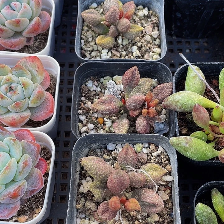 荔枝皮带盆土发货