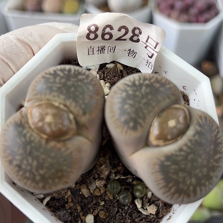 8628 好养易活生石花大母本