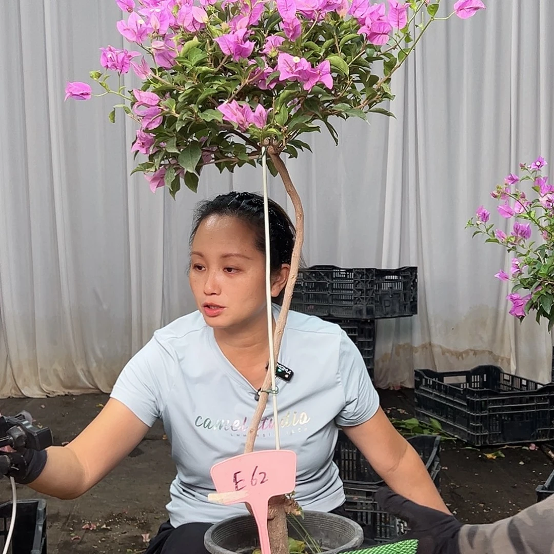 不***瓜当前无花栽培后可以开花E62雪紫