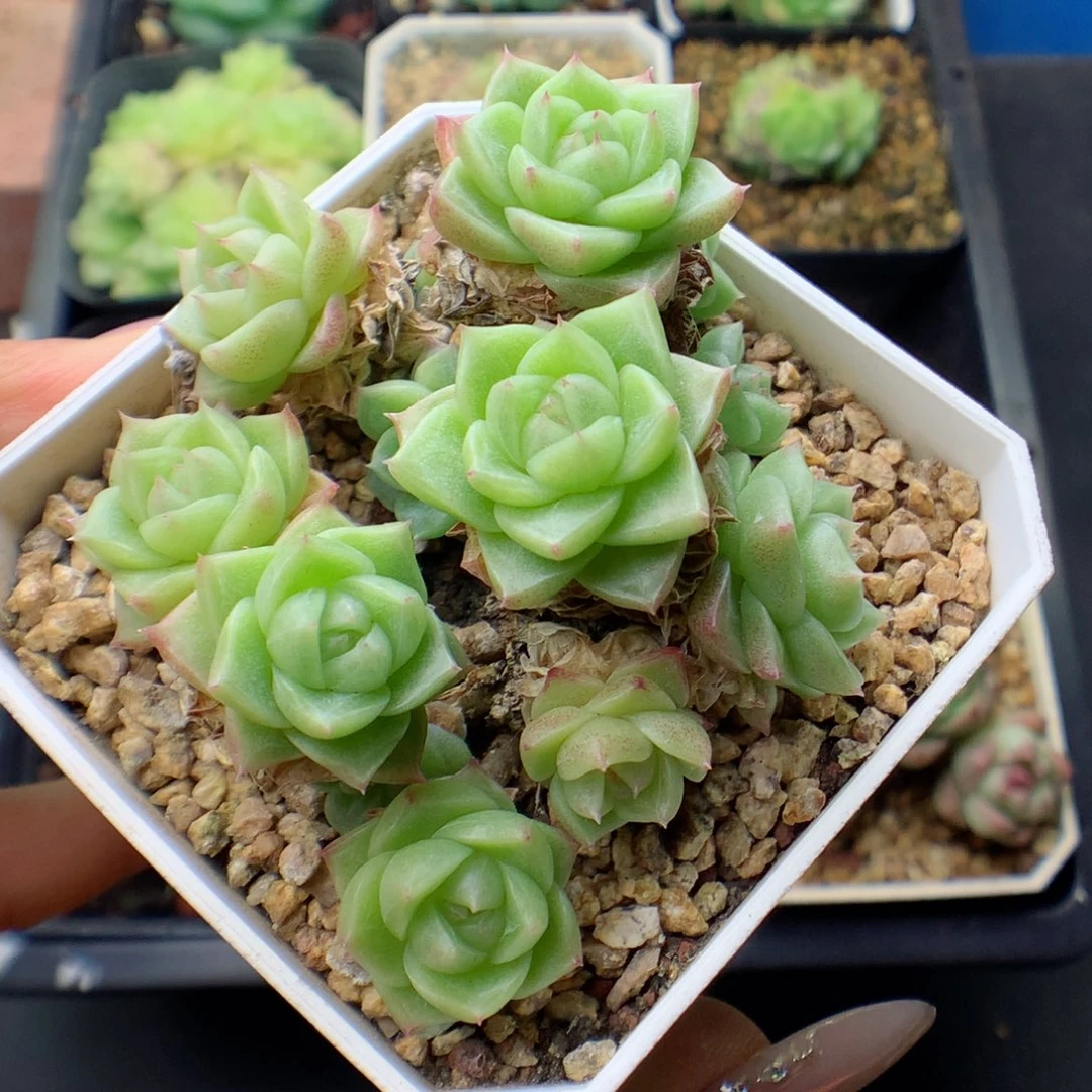 58包邮  群生不包整 18