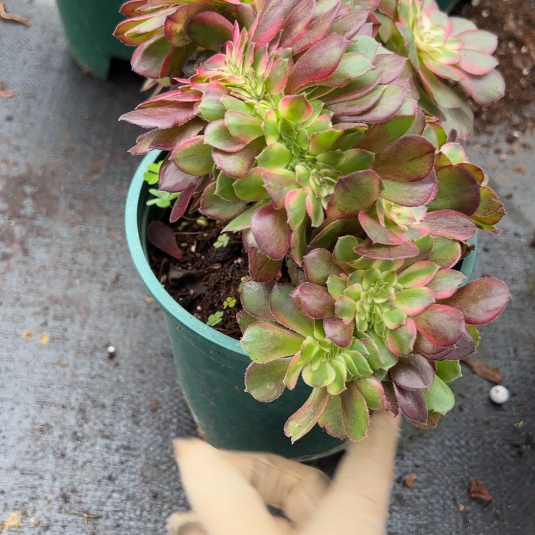 208荔枝缀多肉嘻嘻嘻