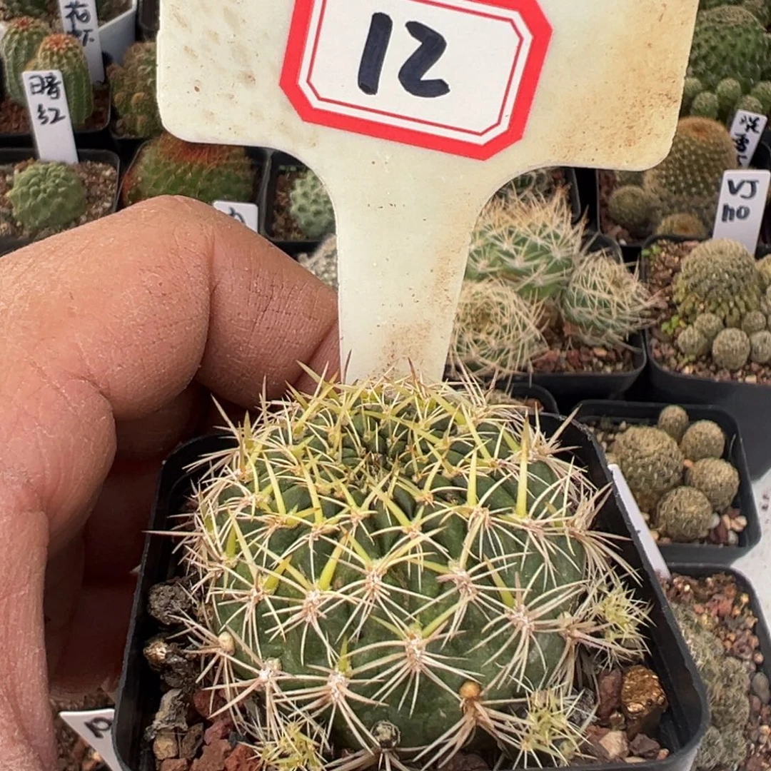 12强刺沟宝山仙人球