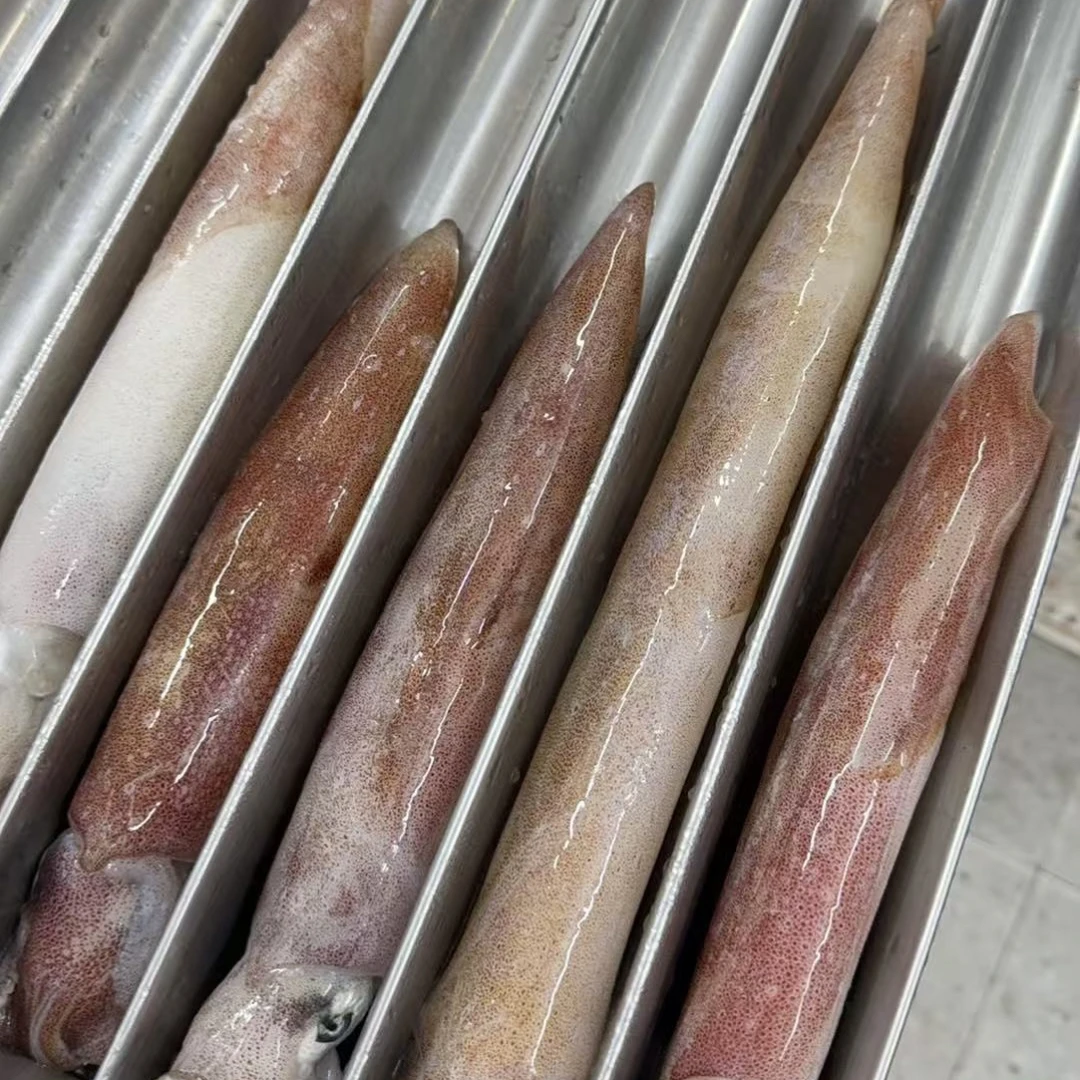 【顺丰直达】北海灯照鱿鱼 火箭鱿 包鲜包没沙速冻锁鲜发货