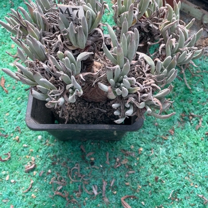 简***单47号银光闪多肉植物