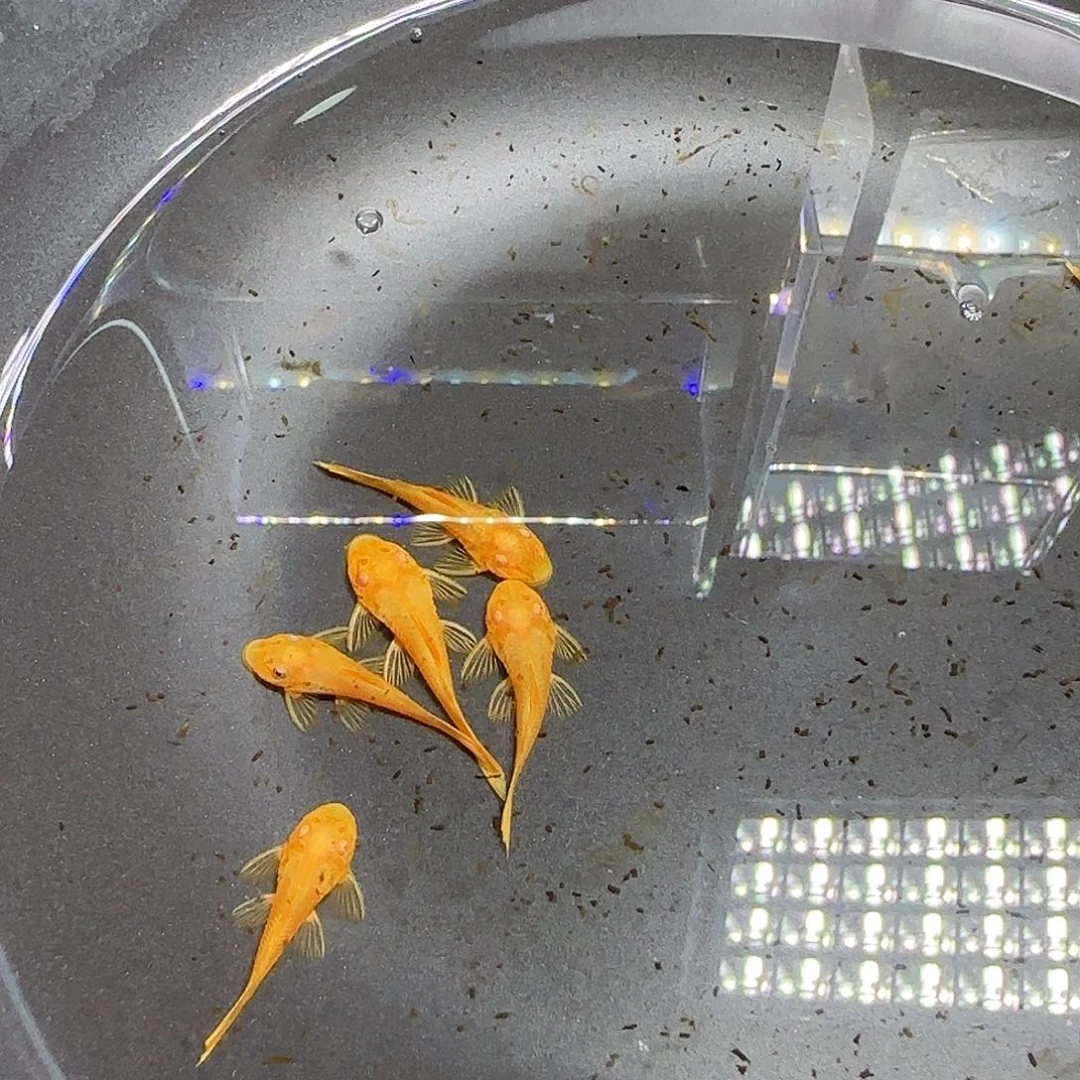 孔雀鱼黄金胡子六条