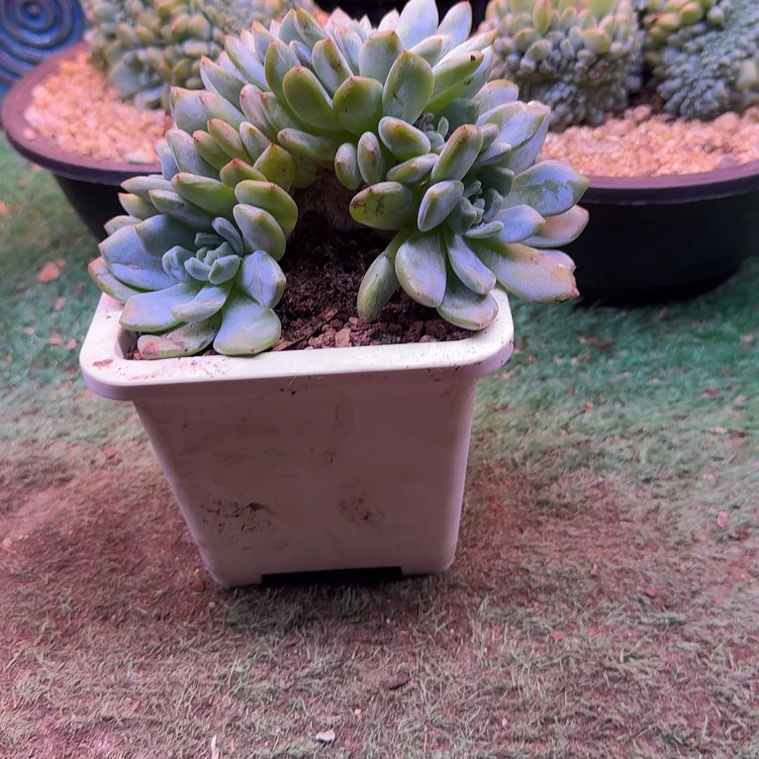 星影树缀无砍多肉