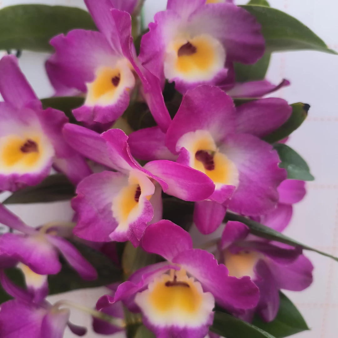 兰花 石斛兰 春石斛96017＃《红皇后》原盆原土发货