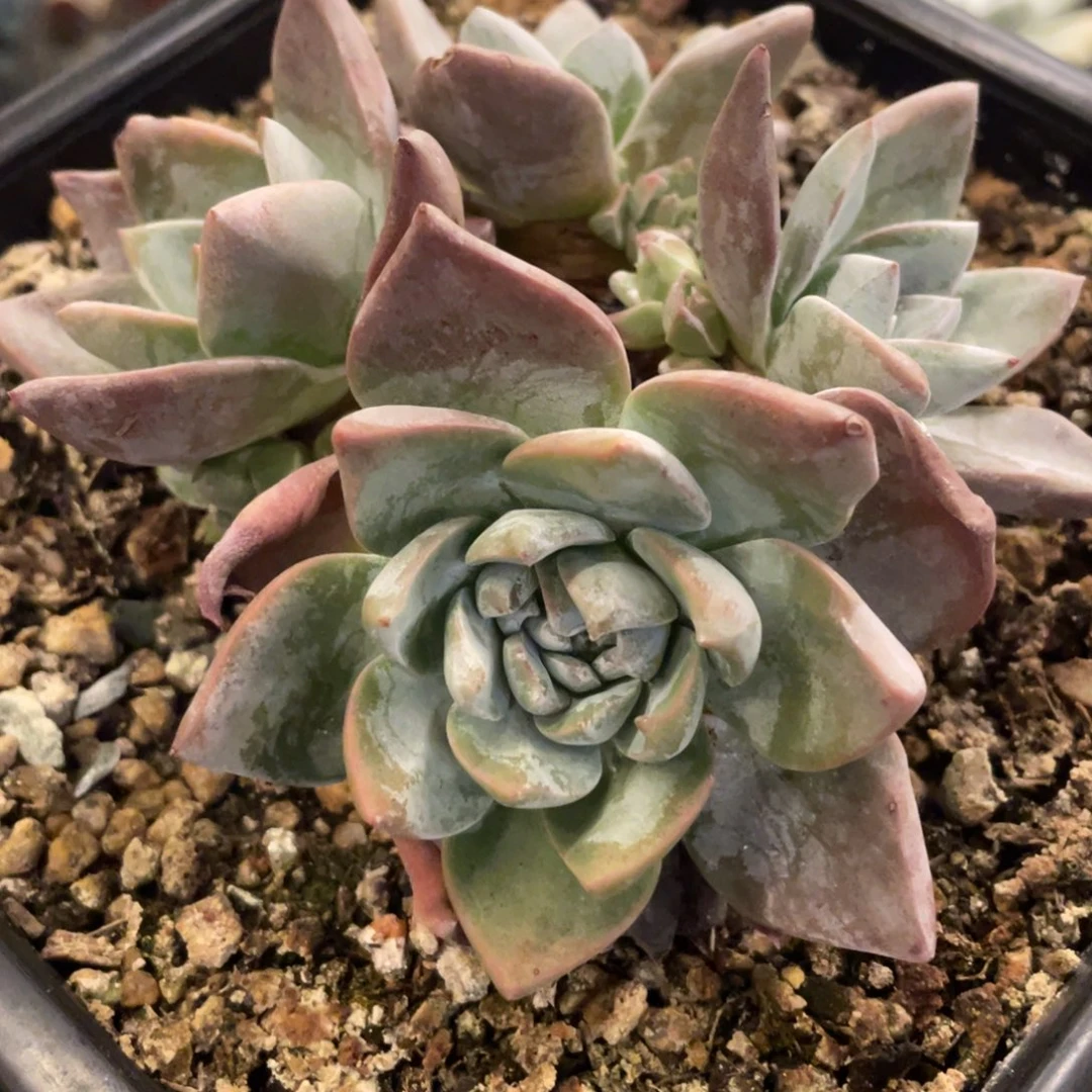 精控仙女杯厚叶花朵