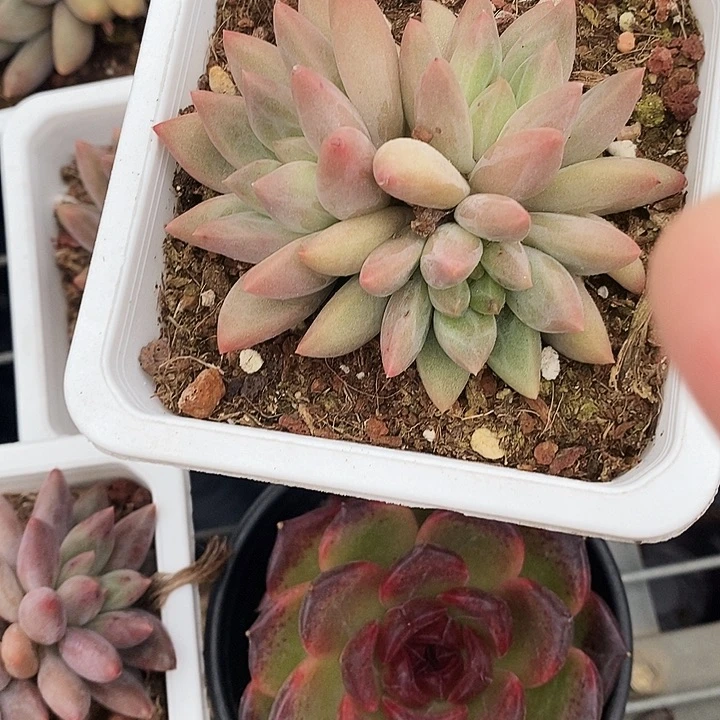水晶球2456890¥！k