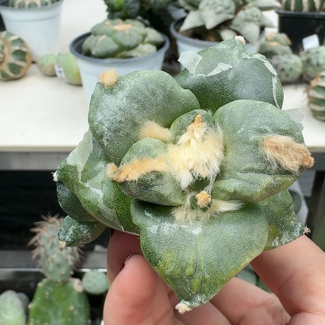 【闪购商品】无花朵L****e达摩锦324