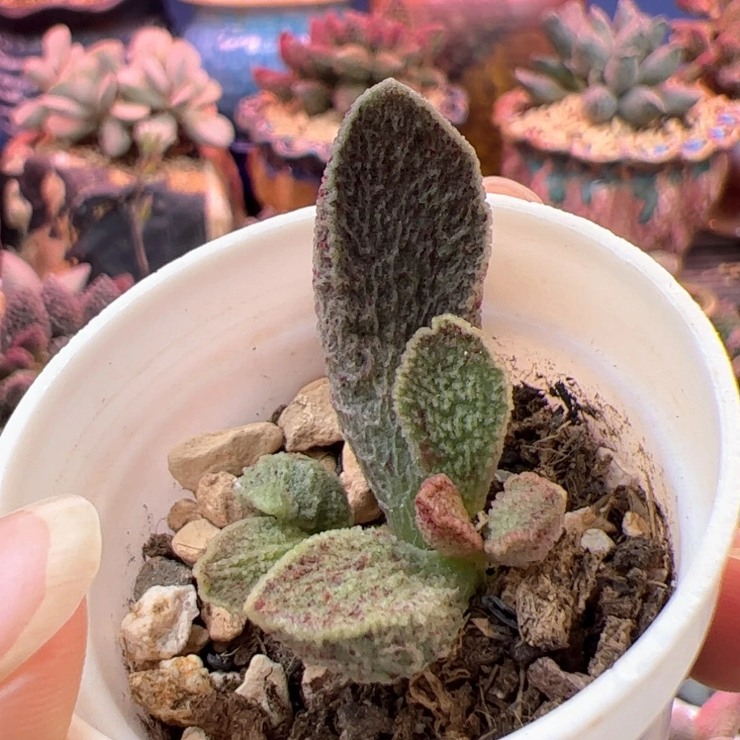 朱雀。