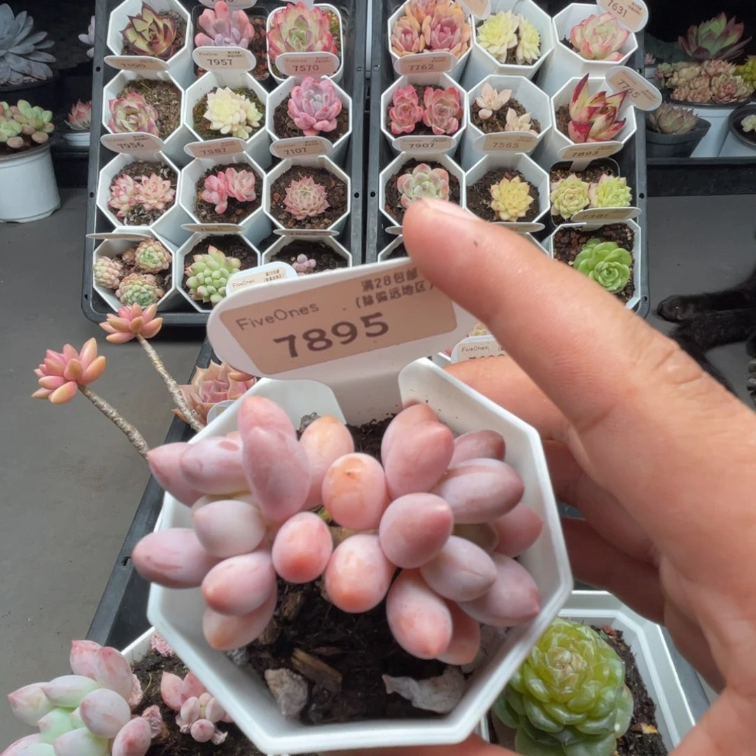 7895粉色恋人5.0厘米